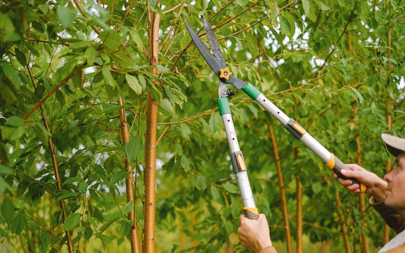 Tree trimming in White Sulphur Springs, WV