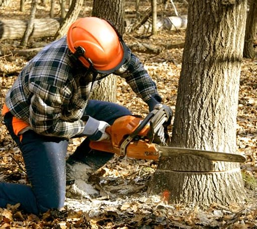 Tree Removal in White Sulphur Springs, WV